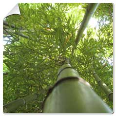 Bambou Bambu Bamboo 4
